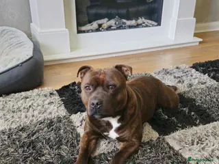 Staffordshire Bull Terrier dogs Staffordshire bull terrier - KC registered - Advert 1
