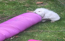 Mini Lion Lop rabbits for sale: Beautiful baby mini lion lops READY NOW - Advert 2