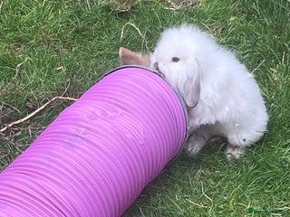 Mini Lion Lop rabbits - Advert 4