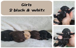 Cockapoo dogs for sale: F1 Cockapoos. DNA Health Tested  in Pershore - Image 6