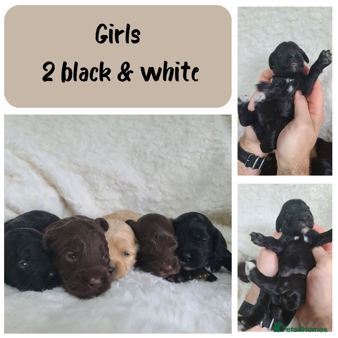 Cockapoo dogs for sale: F1 Cockapoos. DNA Health Tested  in Pershore - Image 6
