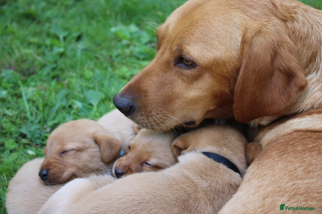 Labrador Retriever dogs for sale: Red lab pups - Advert 2
