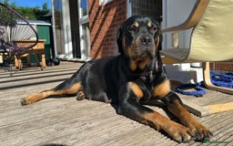 Rottweiler dogs for sale: Rottweiler puppies  - Advert 14