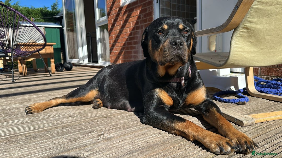 Rottweiler dogs for sale: Rottweiler puppies  - Advert 14