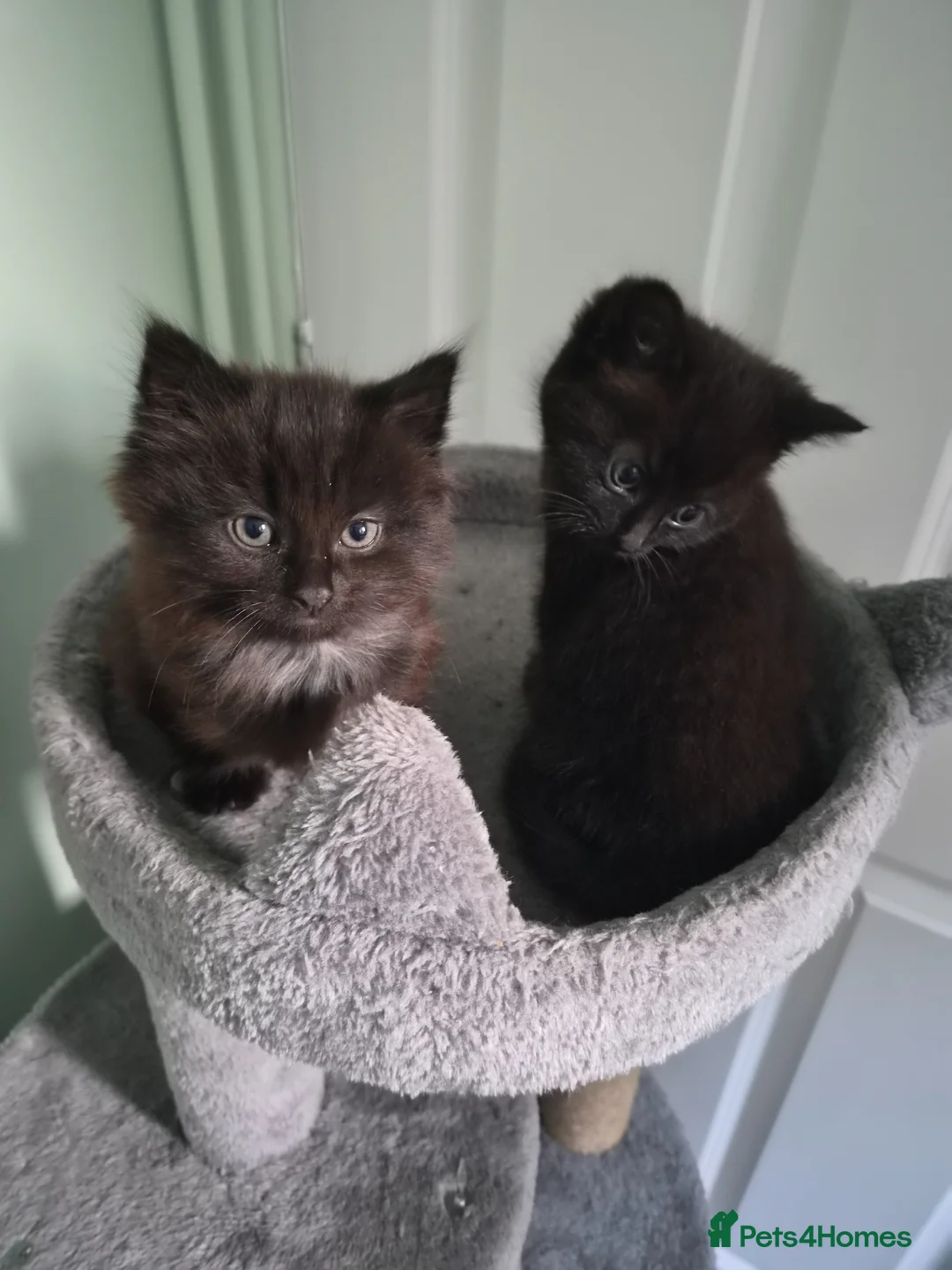 Mixed Breed cats for sale: 2 Lovely mixed breed part Ragdoll kittens  - Advert 2