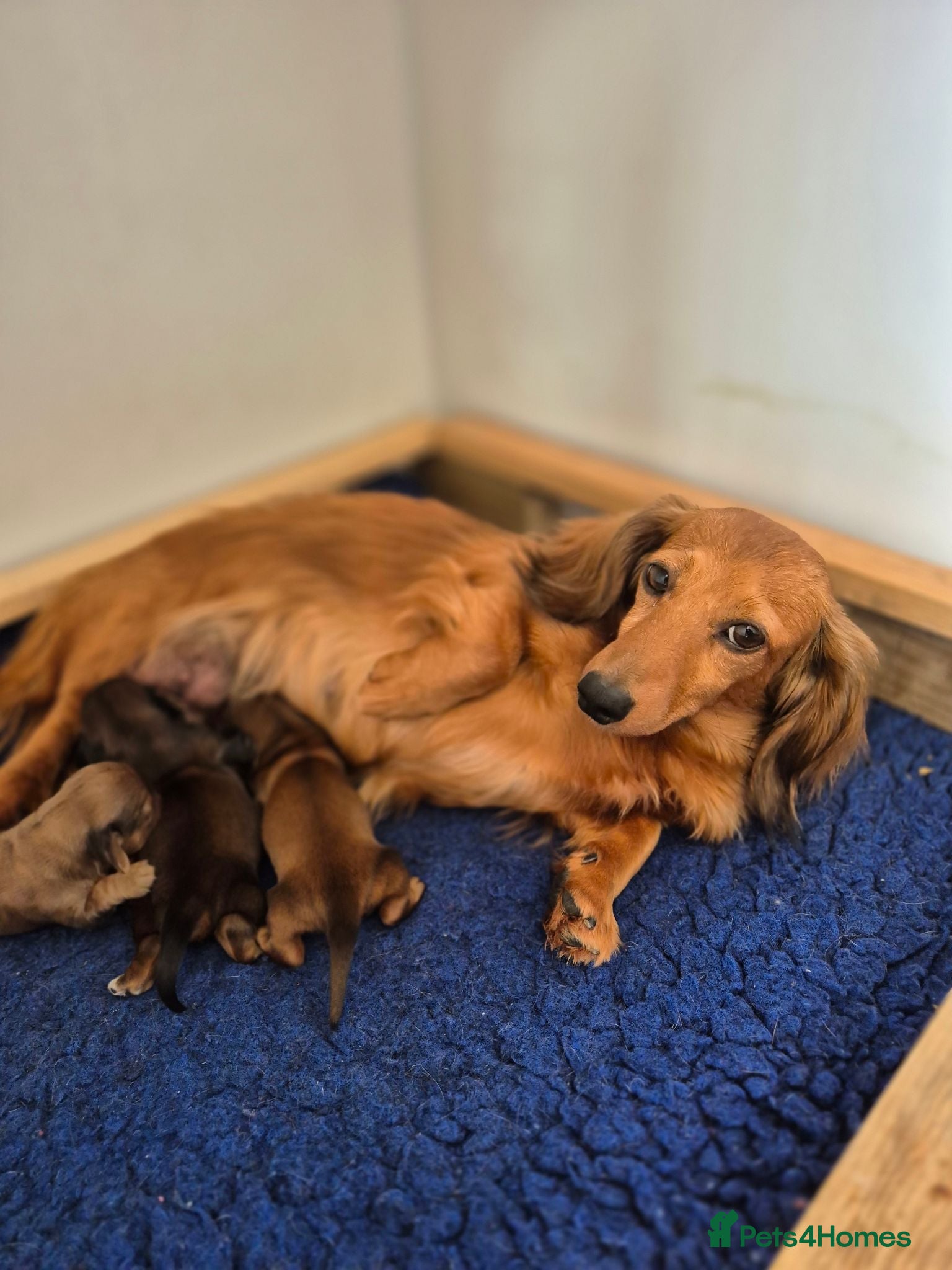 Dachshund dogs  Stunning Miniature longhaired dachshund puppies  - Advert 1