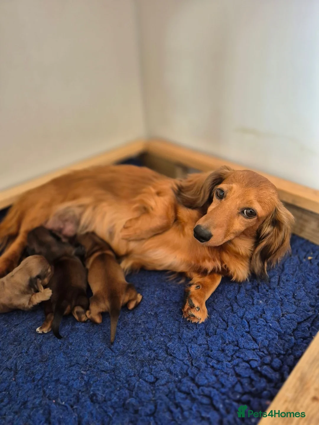 Dachshund dogs for sale:  Stunning Miniature longhaired dachshund puppies  - Advert 1