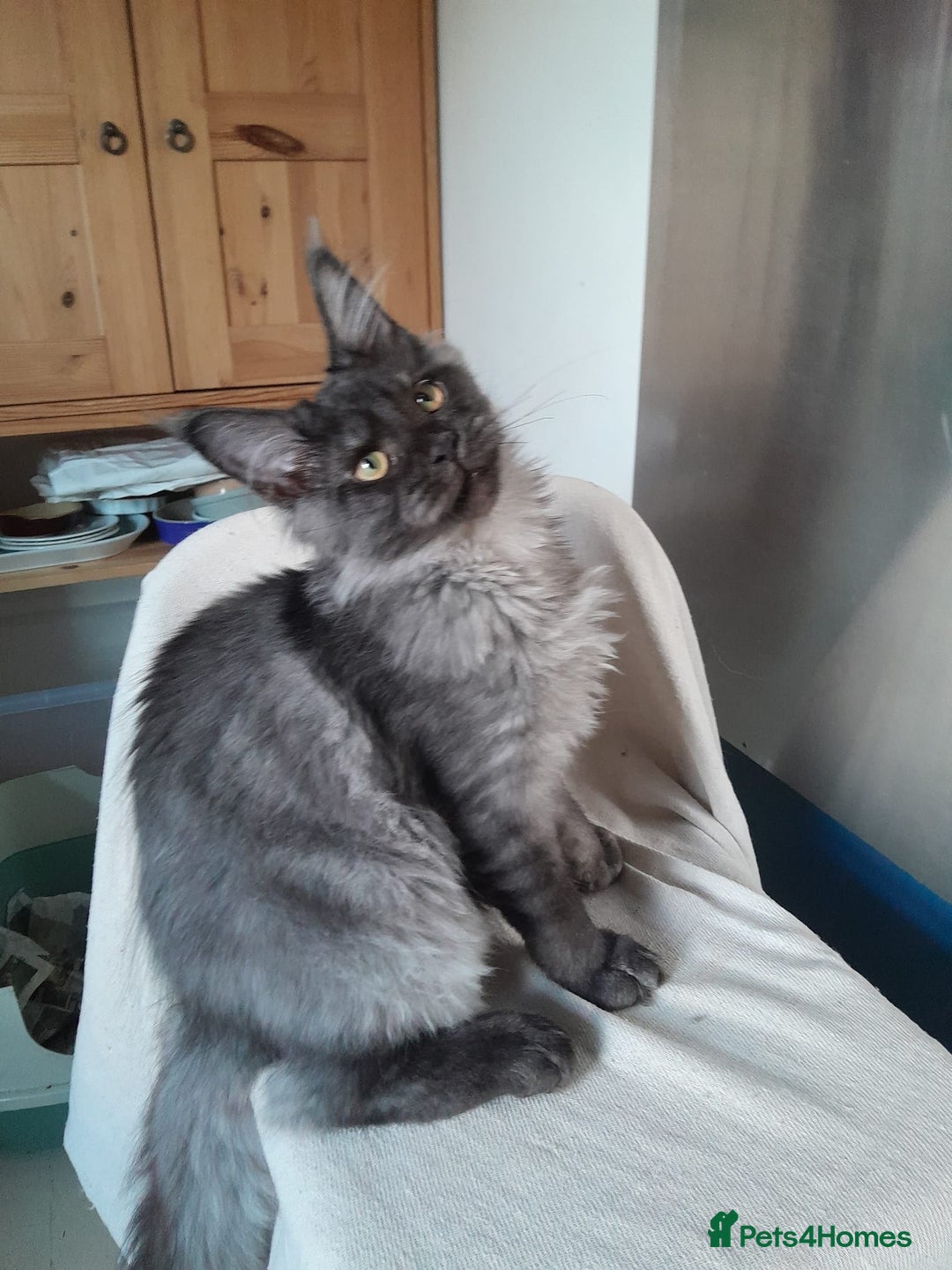 Maine Coon cats for sale: black smoke MaineCoon boy TICA reg - Advert 10