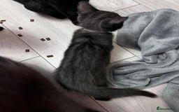 Mixed Breed cats for sale: 2 kittens looking for their fur-ever families  - Image 3