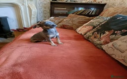Mixed Breed dogs for sale: Stu 3/4 Chihuahua x Italian greyhound puppies - Advert 1