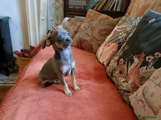 Mixed Breed dogs Stu 3/4 Chihuahua x Italian greyhound puppies - Advert 3