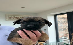 Border Terrier dogs for sale: 🧡Fabulous KC Border Terrier Girl - Image 8