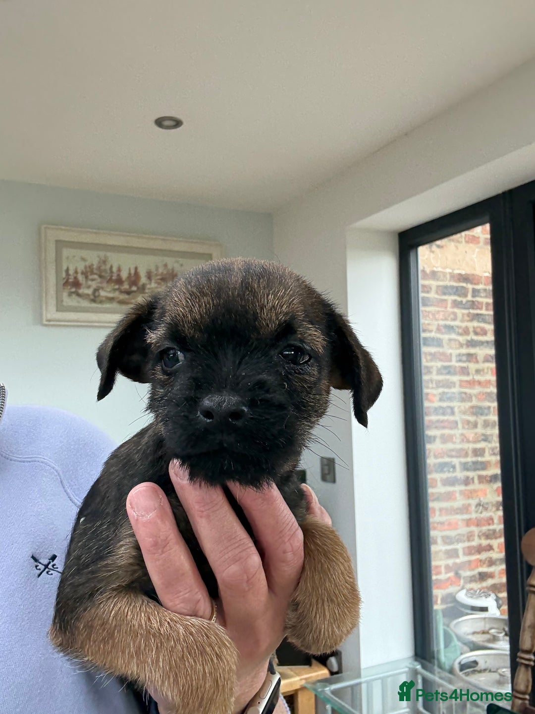 Border Terrier dogs for sale: 🧡Fabulous KC Border Terrier Girl - Image 8