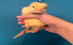 Ducks poultry for sale: Runner ducklings - Image 4