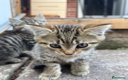 British Longhair cats for sale: British long hair  - Image 6