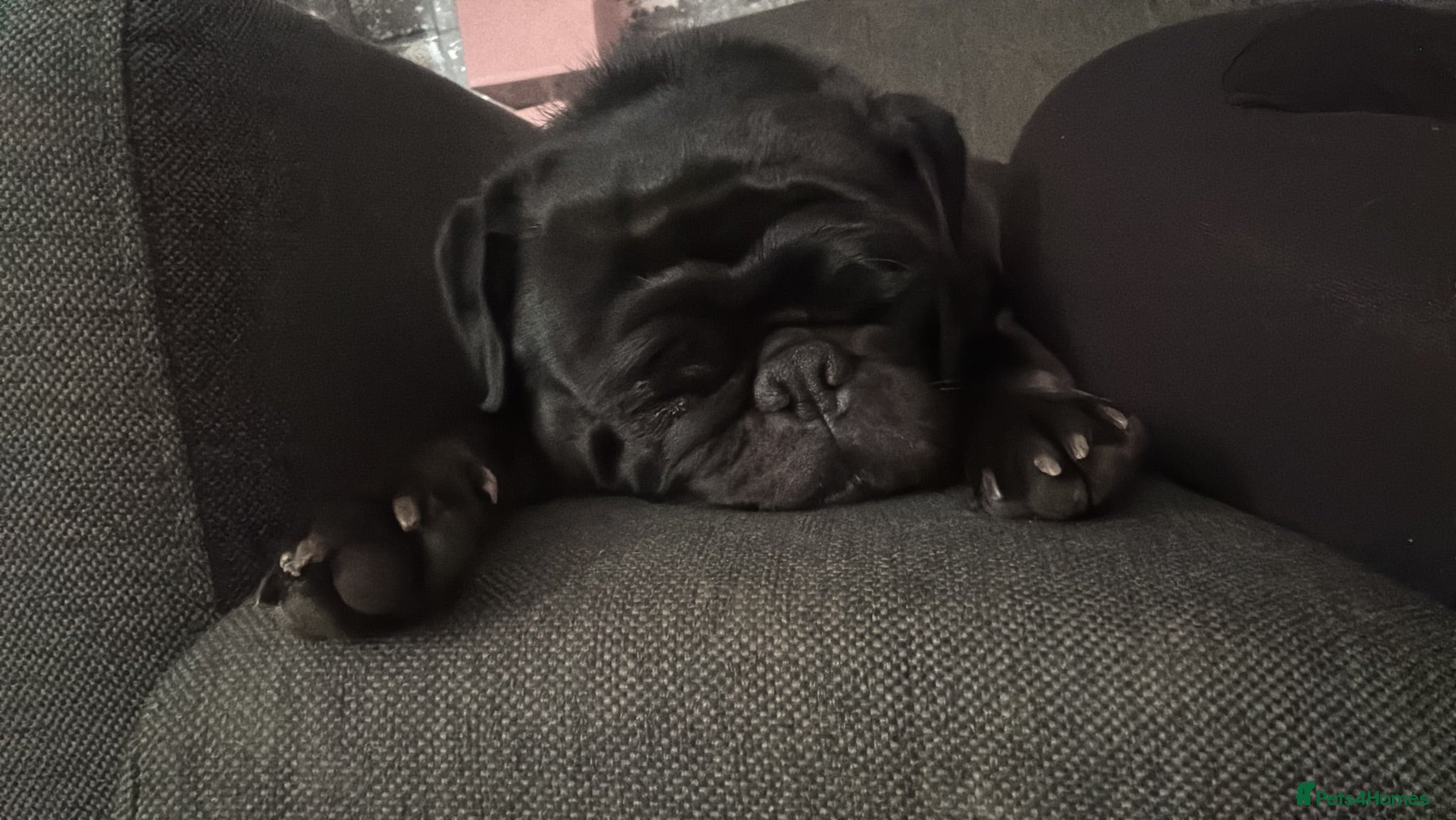 Pug dogs 3 year old black pug  - Advert 1