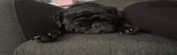 Pug dogs for sale: 3 year old black pug  in Corby - Advert 1