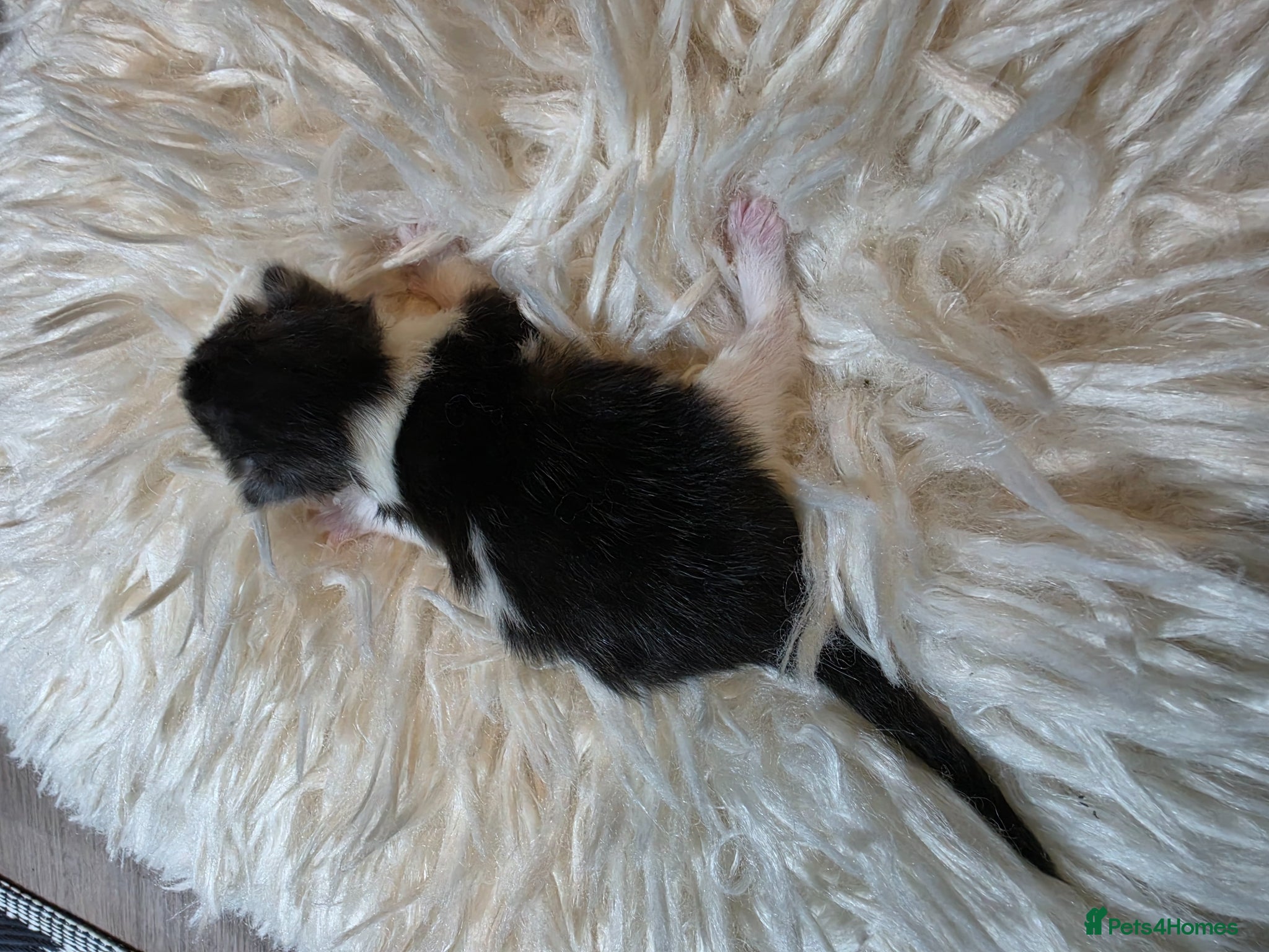 Persian cats for sale: Beautiful Persian Mix Kittens - Advert 12