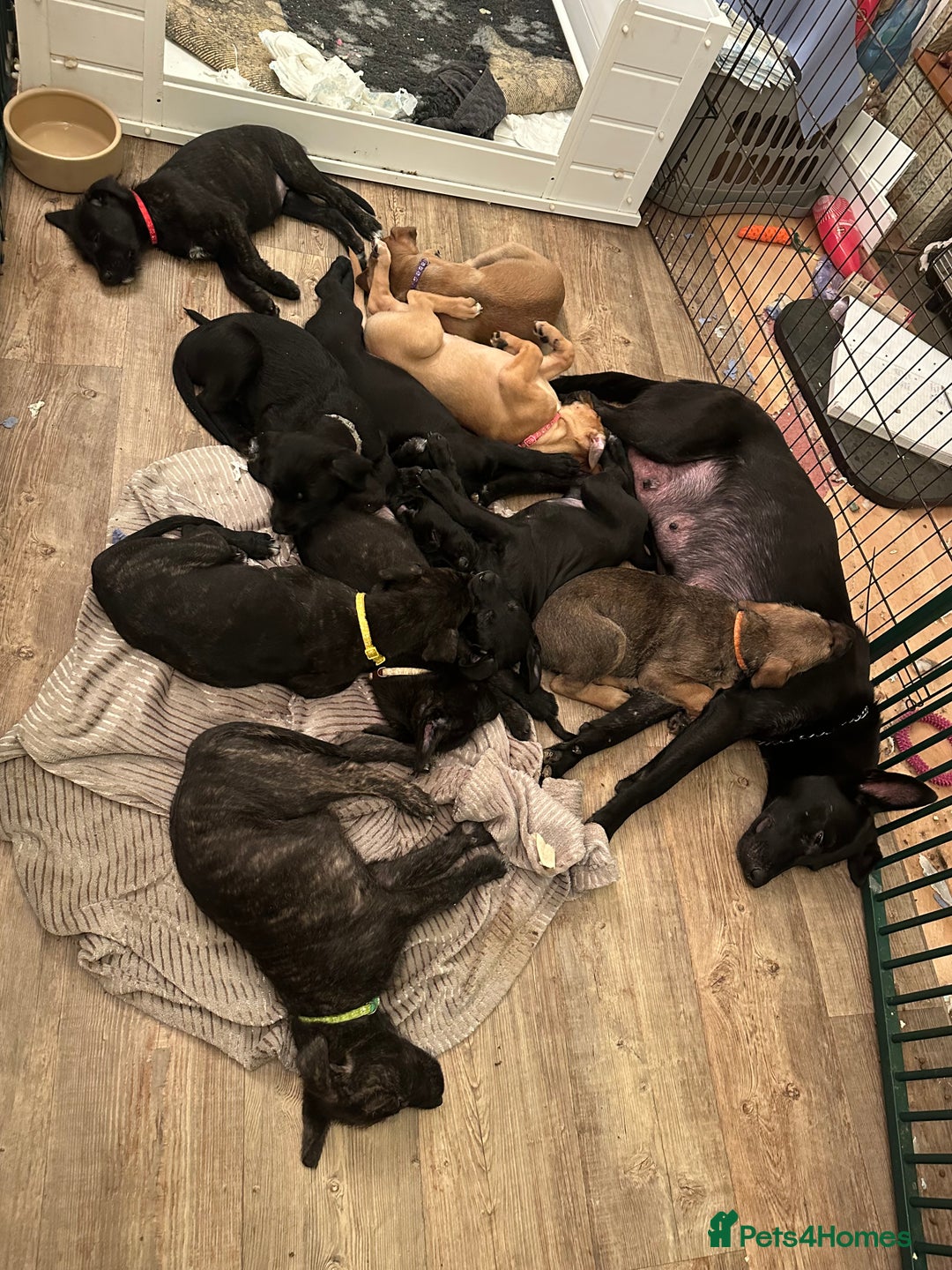 Mixed Breed dogs for sale: Belgian Malinois X Lurcher - Advert 6