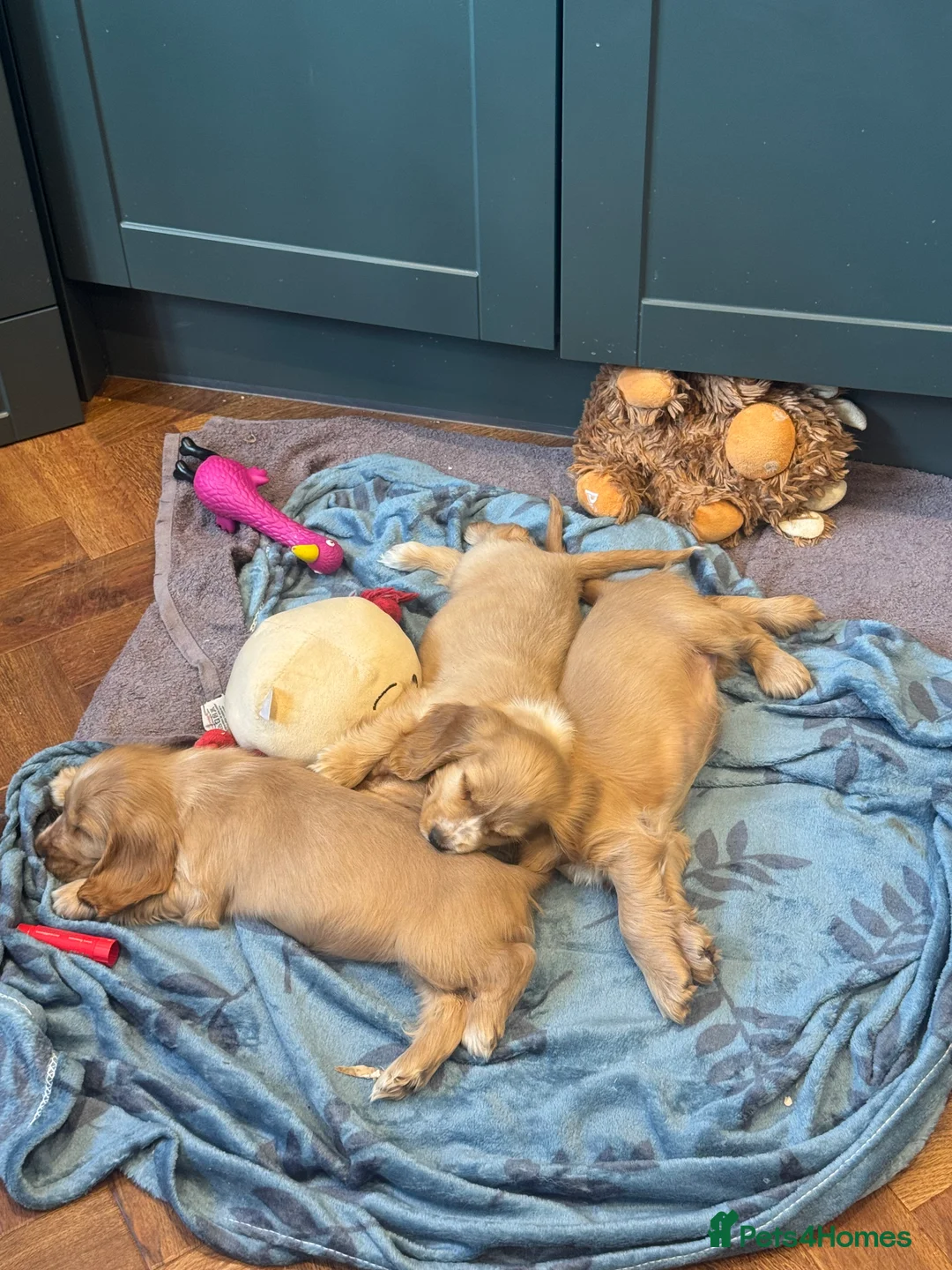 Cocker Spaniel dogs for sale: Gorgeous golden Show Cocker spaniel Litter  - Advert 2