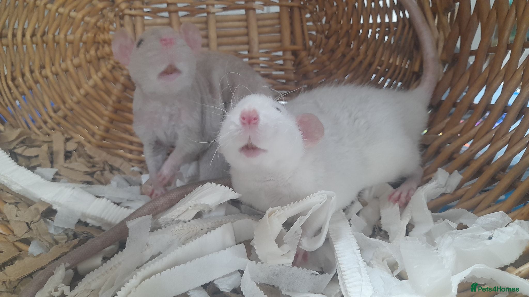 Rat rodents Pair of Male Rats  - Advert 1