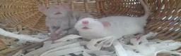 Rat rodents for sale: Pair of Male Rats  - Advert 1
