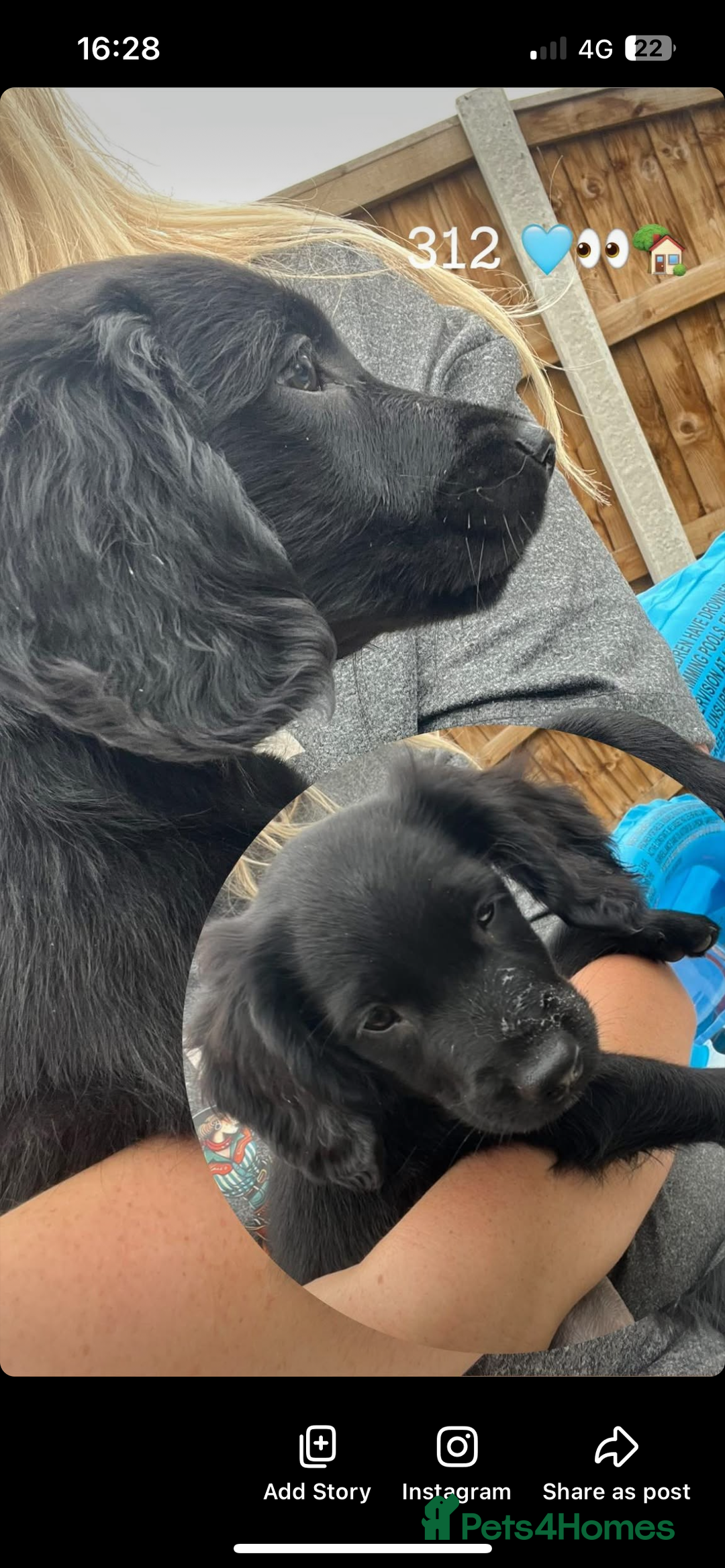 Mixed Breed dogs for sale: * Spangold Retrievers 2 beautiful boys left * - Image 8