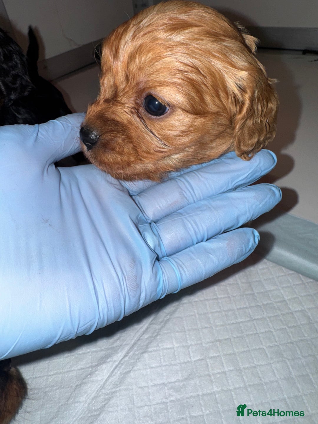 Cavapoo dogs for sale:   ✨ Adorable Miniature Cavapoo Puppies ✨ - Advert 9
