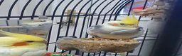 Cockatiels birds for sale: TAMED PAIR COCKATIELS (includes everything) in Stalybridge - Advert 7