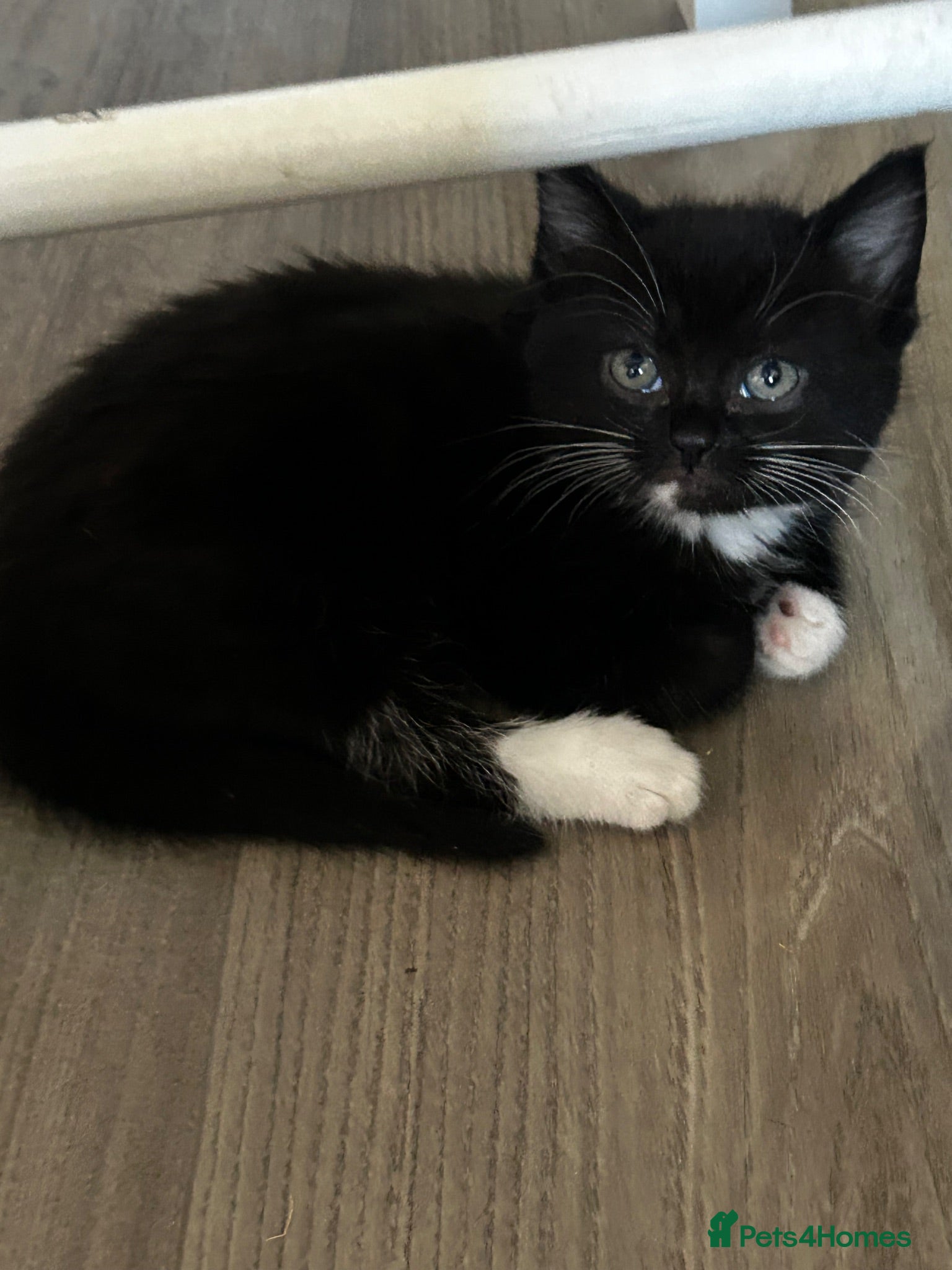 Mixed Breed cats 7 gorgeous kittens available  - Advert 5