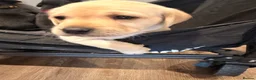 Labrador Retriever dogs for sale: Beautiful litter of Labrador Puppies  - Advert 8
