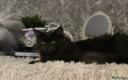 Maine Coon cats for sale: Stunning Retired Blue Maine Coon Girl(TICA) - Image 6