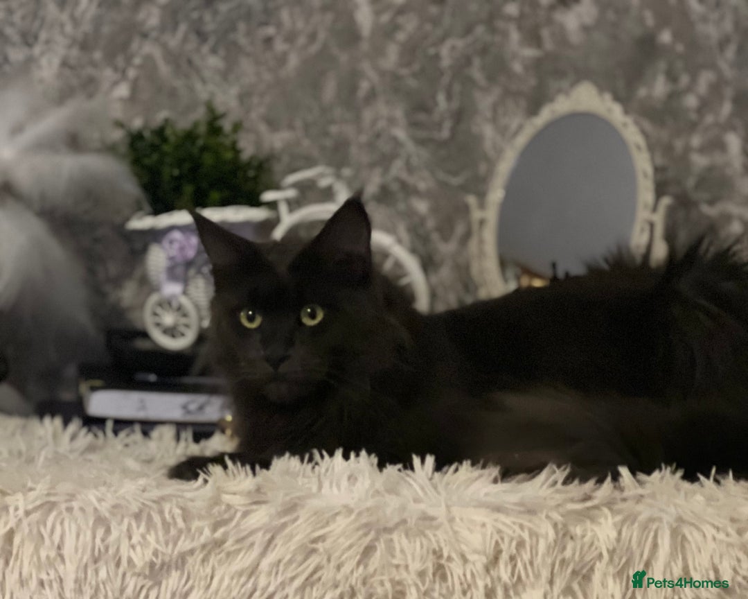 Maine Coon cats for sale: Stunning Retired Blue Maine Coon Girl(TICA) - Image 6