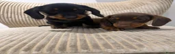 Miniature Dachshund dogs for sale: Miniature Wirehaired 5 Star Licensed Breeder   - Advert 3