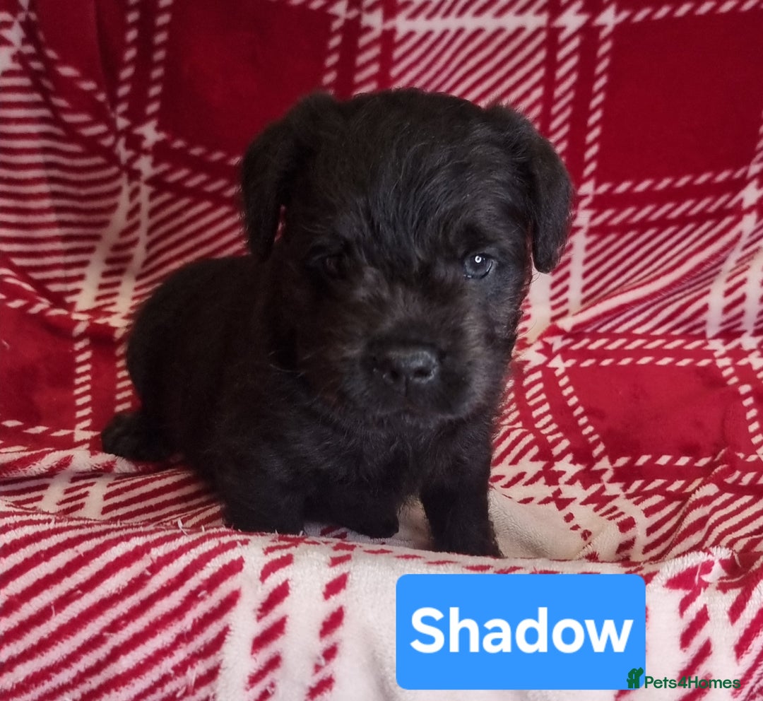 Mixed Breed dogs for sale: French Bulldog × Hungarian Puli Puppies - Advert 5