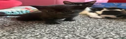Domestic Shorthair cats for sale: 2 kittens in Buntingford - Advert 4