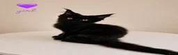 Maine Coon cats for sale: ❤️ Little Gentle Giants 🐾 - Advert 3