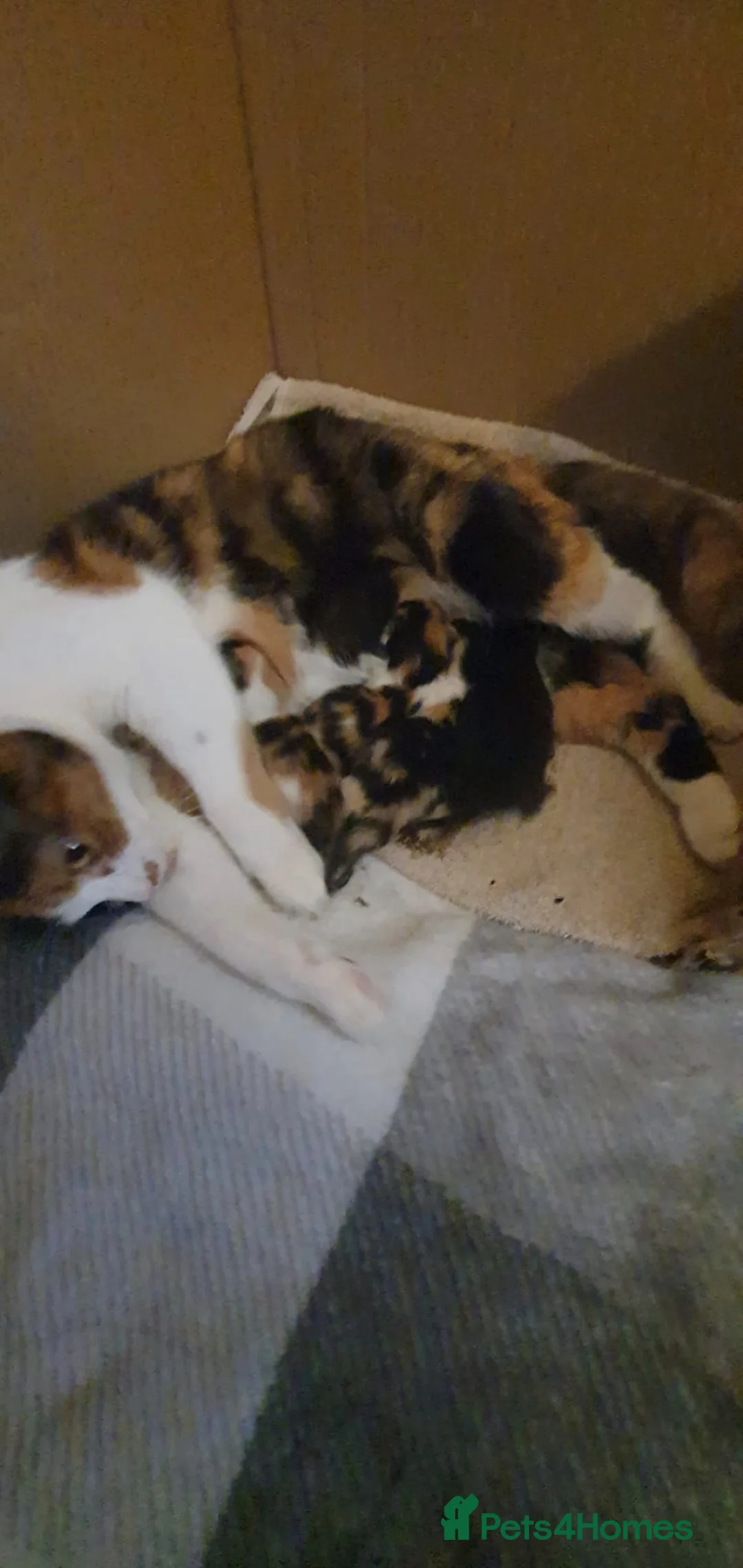 Mixed Breed cats for sale: Mixed breed kittens in Uckfield - Advert 2