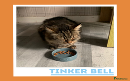 Mixed Breed cats for adoption: Curious, Confident Lady Kitty - Advert 2