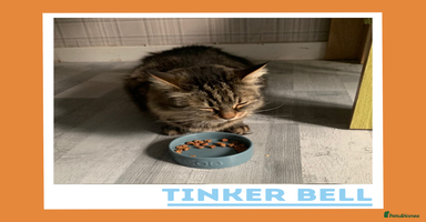 Mixed Breed cats Curious, Confident Lady Kitty - Advert 4