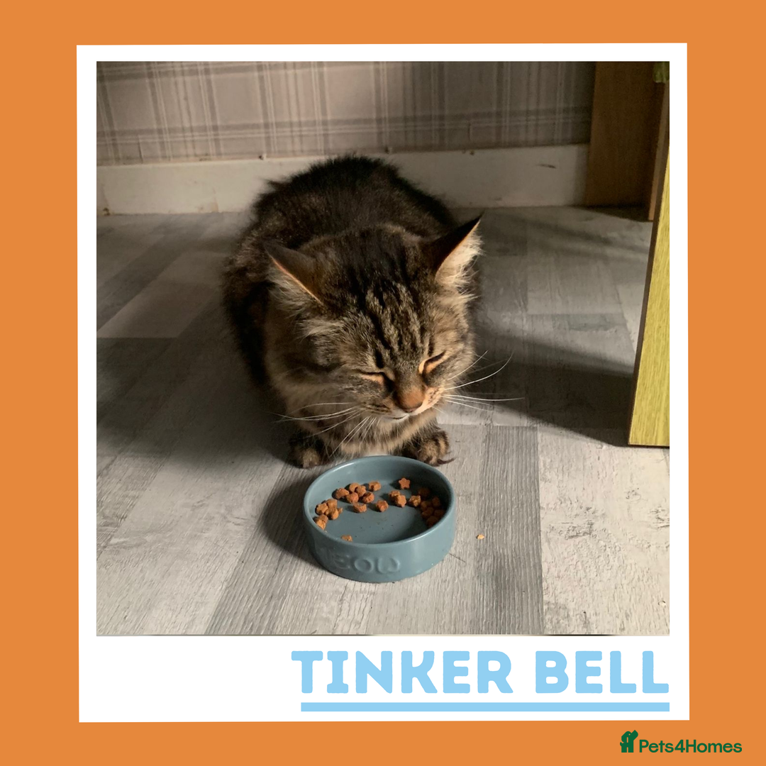 Mixed Breed cats for adoption: Curious, Confident Lady Kitty - Advert 2