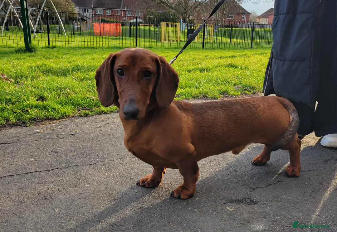 Dachshund dogs for sale: STANDARD DACHSHUND BOY kc registered  - Advert 10