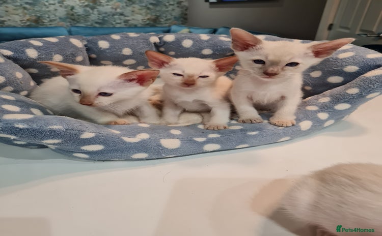 Siamese cats - Advert 4