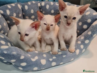 Siamese cats - Advert 11