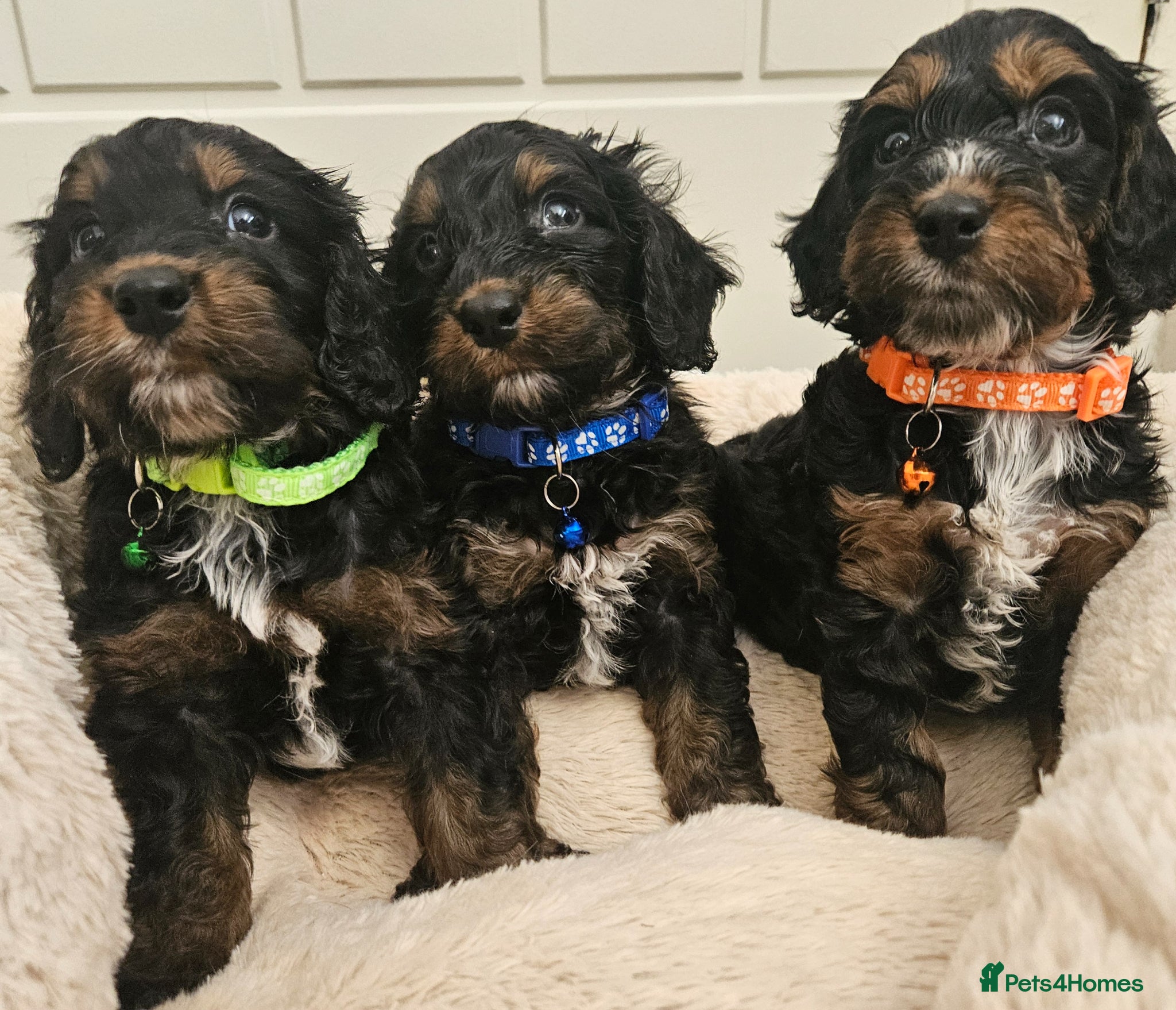 Cockapoo dogs Ready next week!Licensed insured breeder! Boys!! - Advert 1