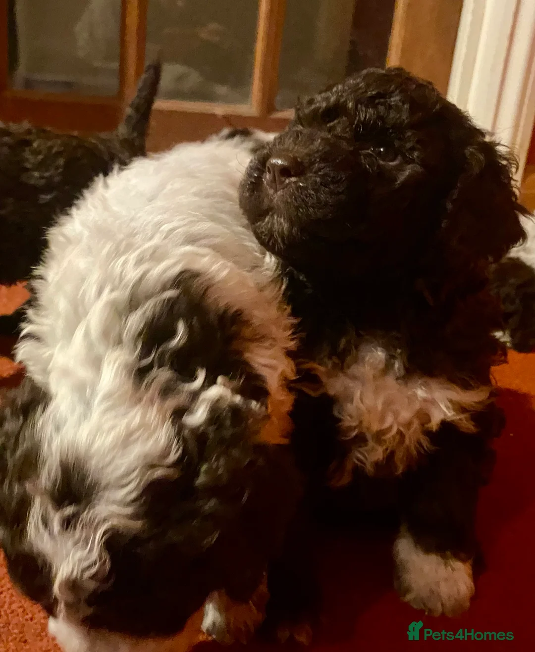 Lagotto Romagnolo dogs for sale: Three wonderful Lagotto pups available now - Advert 4