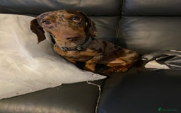 Mixed Breed dogs for sale: Dachshund cross Patterdale - Image 31