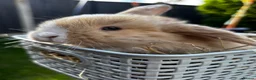 Mini Lop rabbits for sale: Pure breed Mini Lop bunnies  - Advert 16