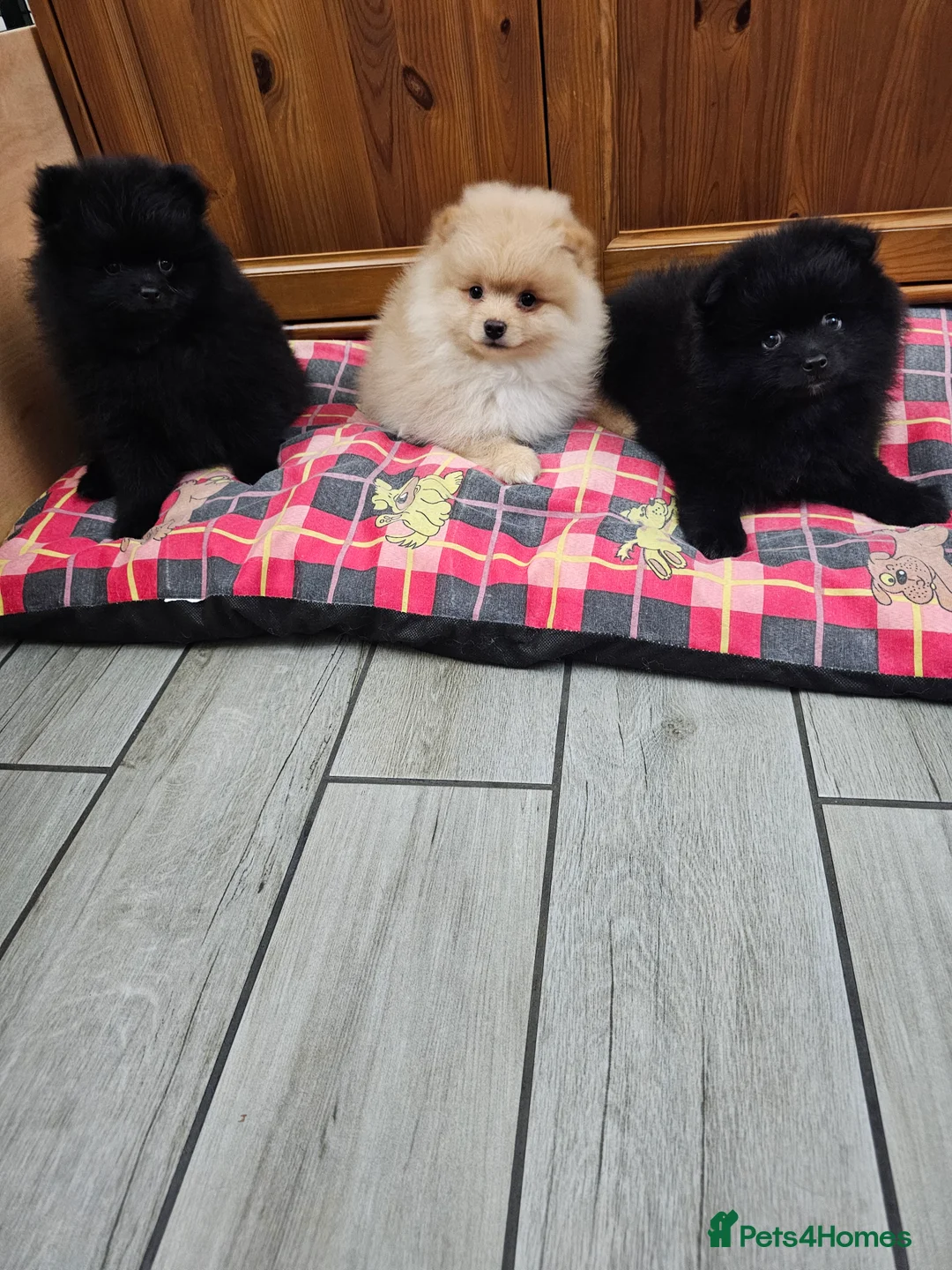 Pomeranian dogs for sale: 3 KC HANDSOME POMERANIAN BOYS - Advert 17