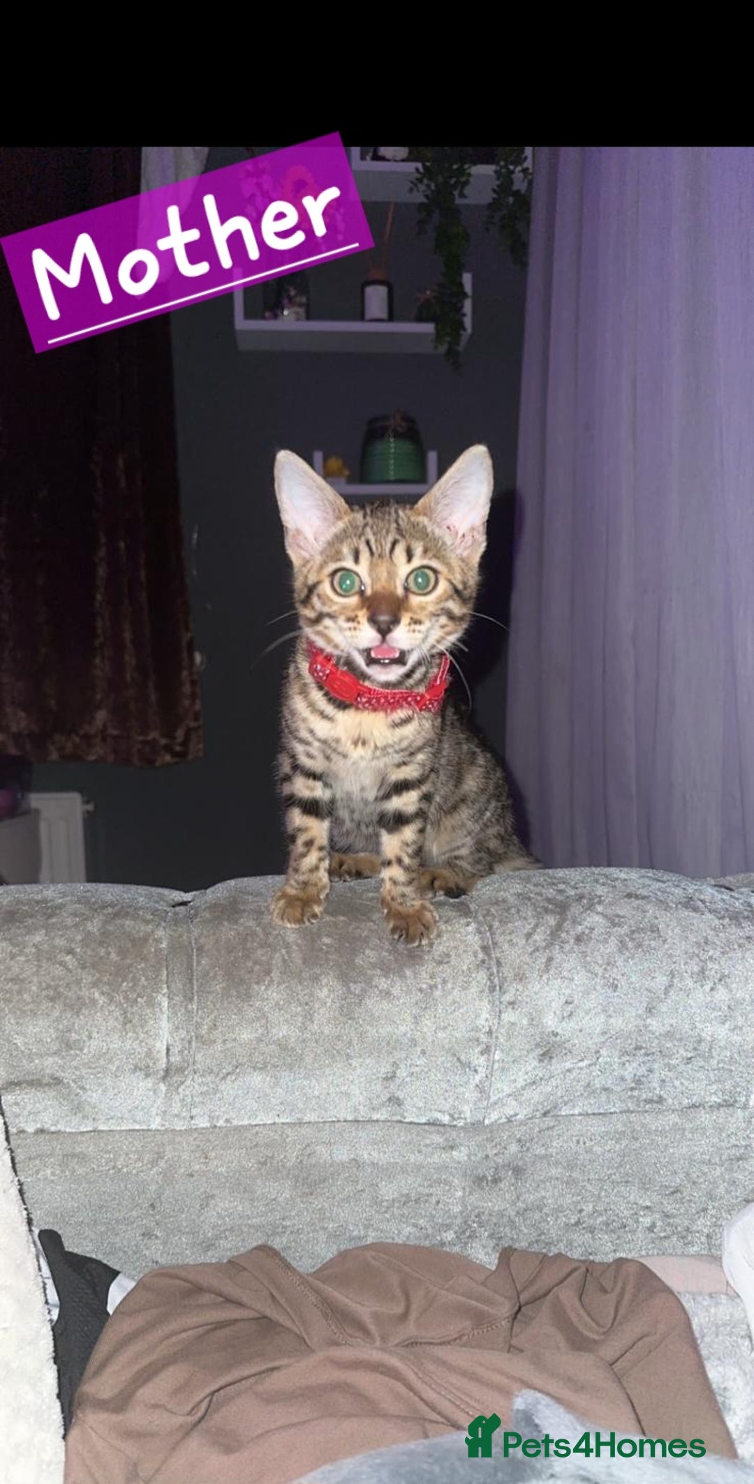 Mixed Breed cats for sale: Two Female kittens (Bengal/Persian mix - Image 14